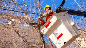 San Juan activa un nuevo operativo sobre el arbolado público