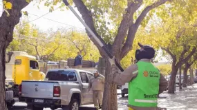 Arbolado público: intensifican tareas del 13 al 19 de abril en la Ciudad