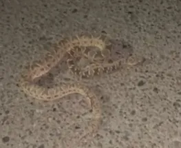 Una yarará apareció sobre el asfalto en San Martín y siguió moviéndose tras ser pisada por un auto