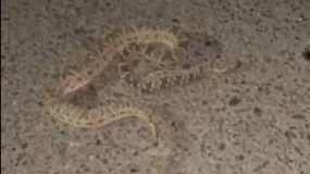 Una yarará apareció sobre el asfalto en San Martín y siguió moviéndose tras ser pisada por un auto