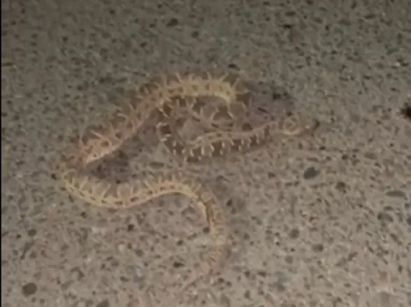 Una yarará apareció sobre el asfalto en San Martín y siguió moviéndose tras ser pisada por un auto