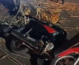 Un árbol se vino abajo en Rawson y destrozó una moto en plena calle