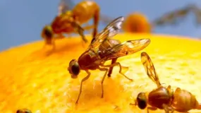 Piden vaciar los cítricos antes del 30 de julio para frenar la mosca de los frutos