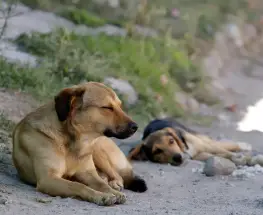 Va a juicio un hombre acusado de matar a tres perros con comida envenenada