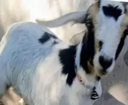 Buscan a "Chivi", la cabra sanjuanina que se perdió y tiene a su familia en vilo