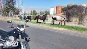 Caballos sueltos en una zona muy transitada de San Juan: la dueña enfrentará una multa grave