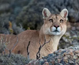 Otro puma apareció cerca de zonas transitadas y crece la preocupación en San Juan