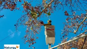 Naturgy arrancó con la poda y se vienen interrupciones de luz en San Juan