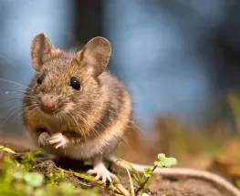 El hantavirus pega fuerte y ya deja 33 muertes en el país