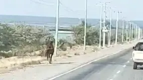 Caballos sueltos en el acceso a Los Berros: crece el temor entre vecinos y automovilistas