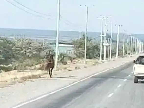 Caballos sueltos en el acceso a Los Berros: crece el temor entre vecinos y automovilistas