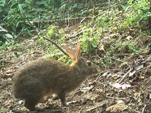 Reapareció en México un animal que creían extinto desde hace 120 años