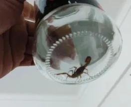 Crece la preocupación en Rincón por la aparición de alacranes en las casas