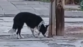 Buscan rescatar a un perro dejado en una esquina de la Capital