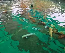 Abren un recorrido para ver de cerca a los peces del Parque de Mayo