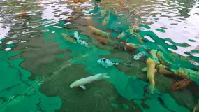 Abren un recorrido para ver de cerca a los peces del Parque de Mayo