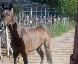 La Justicia de Mendoza marcó un antes y un después con un fallo sobre dos yeguas rescatadas