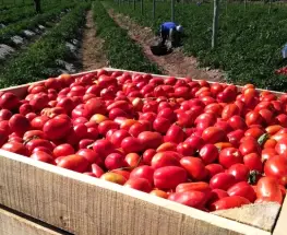 Guillermo López encendió la alarma: la crisis del tomate golpea fuerte en San Juan